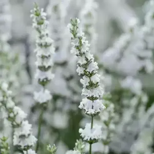Lavandula 'Edelweiss'